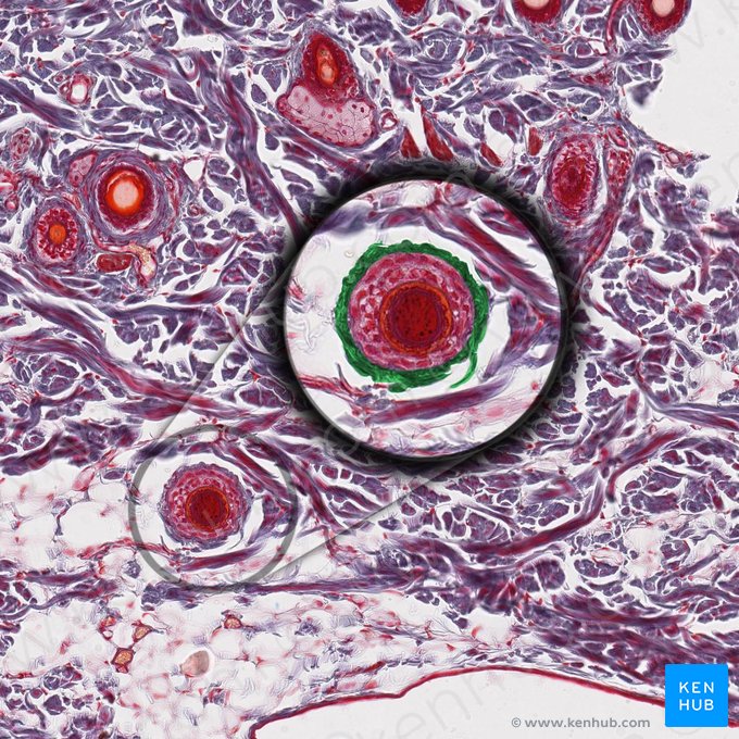 Hair root plexus (Plexus radicis pili); Image: 