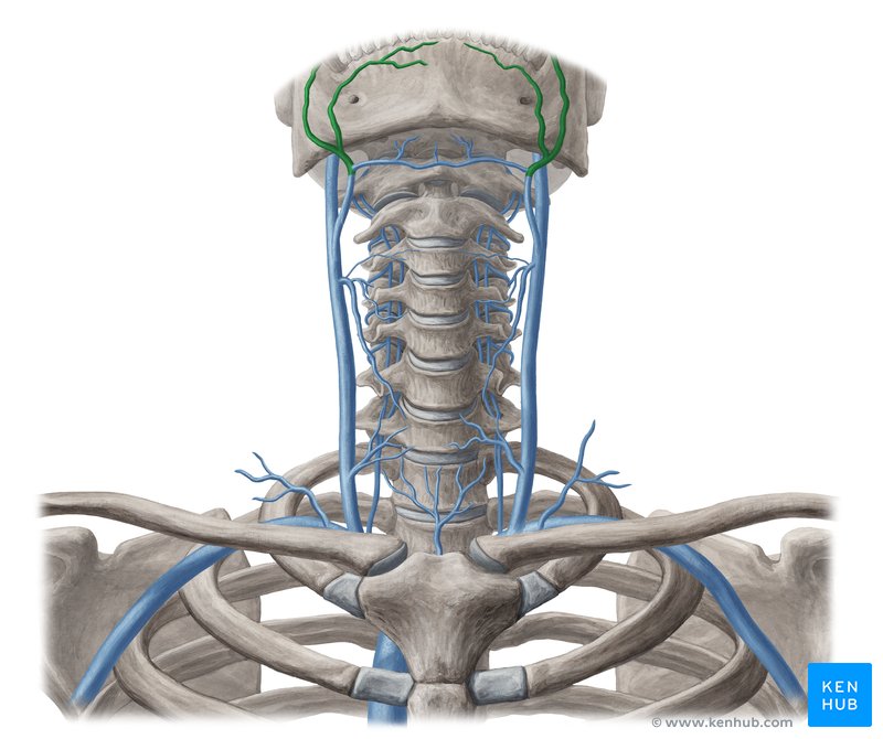 Facial vein (vena facialis)