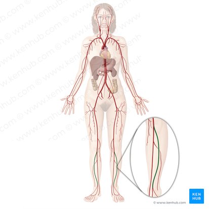 Anterior tibial artery (Arteria tibialis anterior); Image: Begoña Rodriguez
