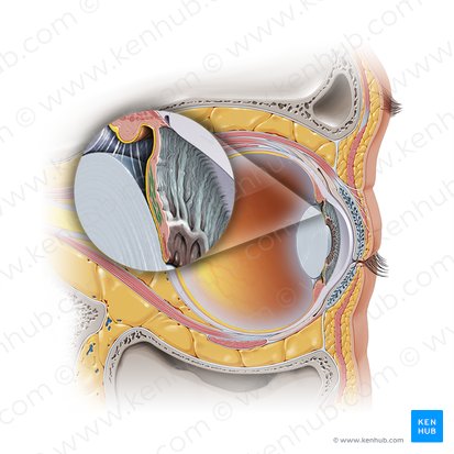 Musculus dilatator pupillae iridis (Erweiterer des Sehlochs); Bild: Paul Kim