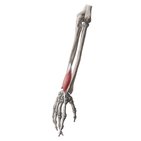 Extensor indicis muscle
