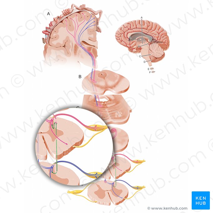 Trato espinocervical (Tractus spinocervicalis); Imagem: Paul Kim