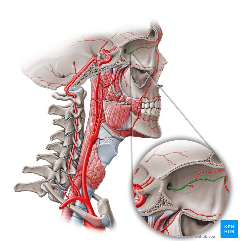 Ophthalmic artery - lateral-right view