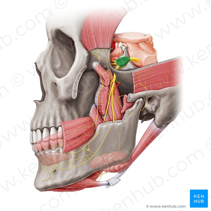 Gânglio trigeminal (Ganglion trigeminale); Imagem: Paul Kim