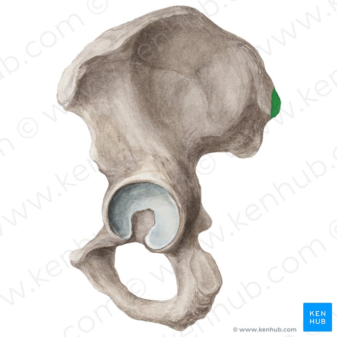 Posterior superior iliac spine (Spina iliaca posterior superior); Image: Liene Znotina