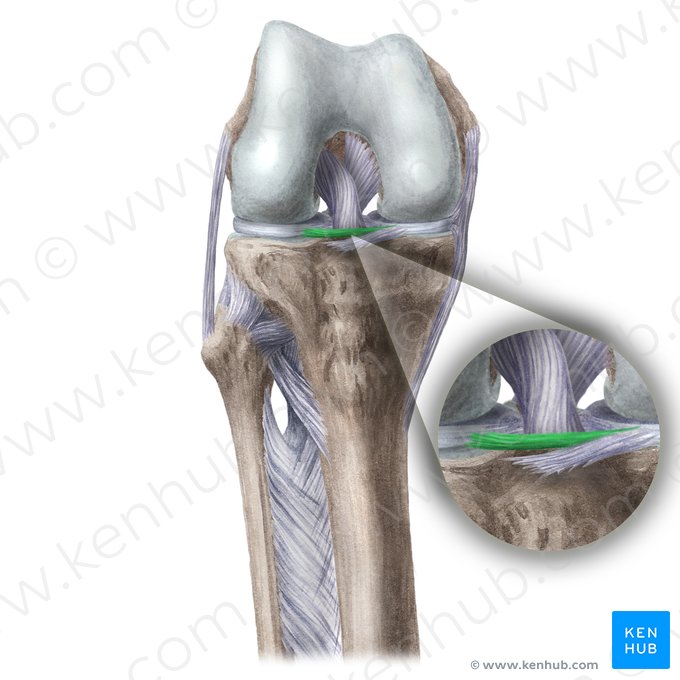 Ligamento transverso de la rodilla (Ligamentum transversum genus); Imagen: Liene Znotina