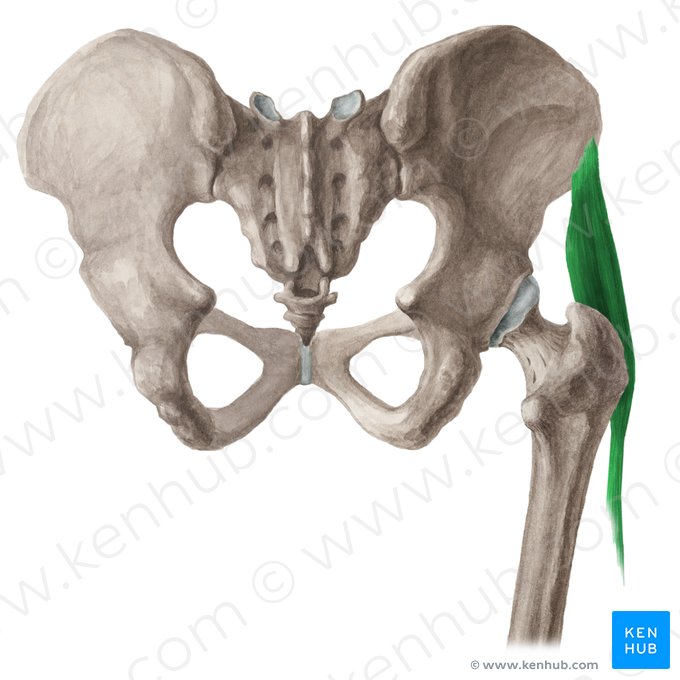 Musculus tensor fasciae latae (Schenkelbindenspanner); Bild: Liene Znotina