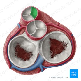 Cúspide semilunar direita da valva pulmonar (Valvula semilunaris dextra valvae trunci pulmonalis); Imagem: Yousun Koh