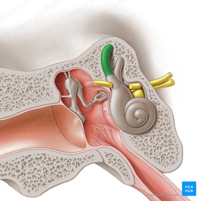 Conducto semicircular anterior (Canalis semicircularis anterior); Imagen: Paul Kim
