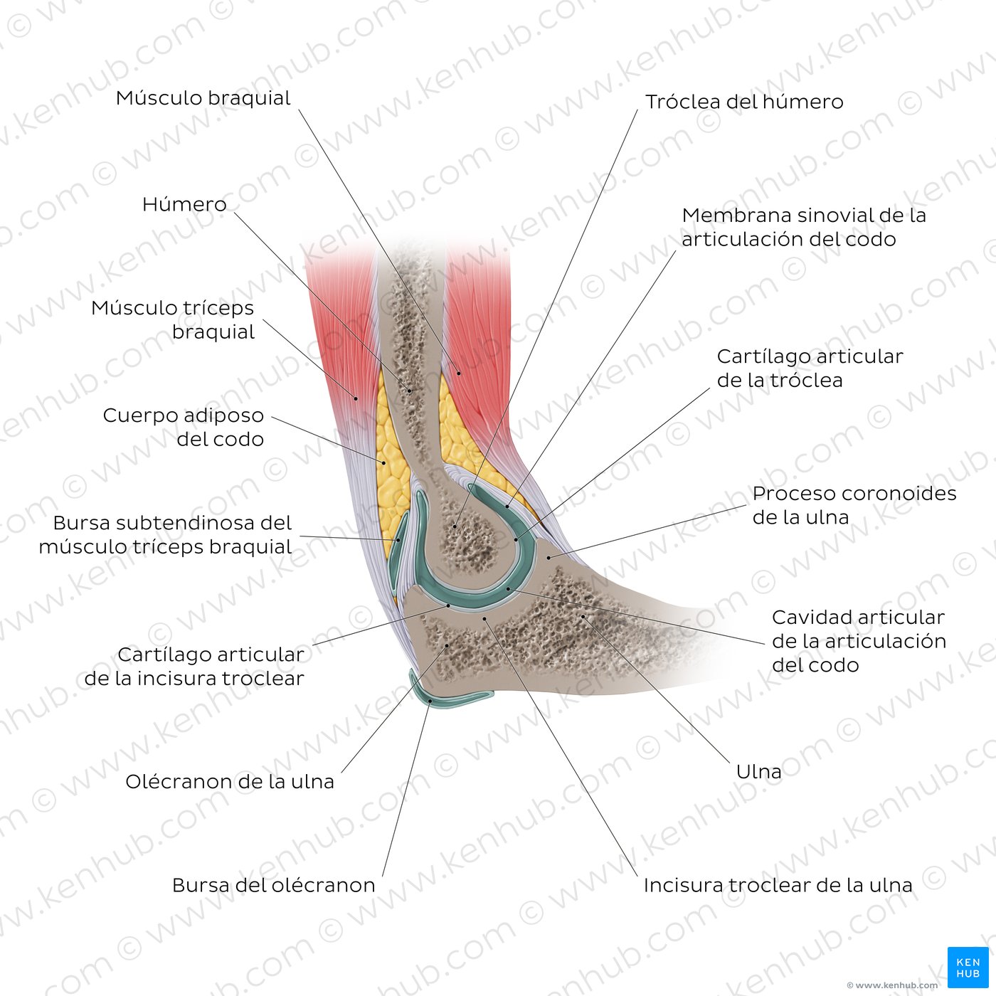 Estructura de la articulación del codo