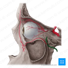 Maxillary artery (Arteria maxillaris); Image: Yousun Koh