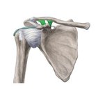 Coracoclavicular ligament