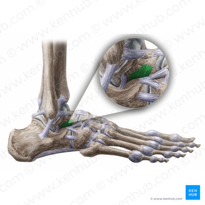 Talocalcaneal interosseous ligament (Ligamentum talocalcaneum interosseum); Image: Liene Znotina