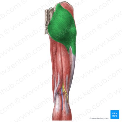 Músculo glúteo máximo (Musculus gluteus maximus); Imagem: Liene Znotina