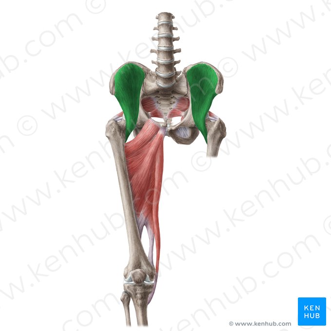 Iliacus muscle (Musculus iliacus); Image: Liene Znotina