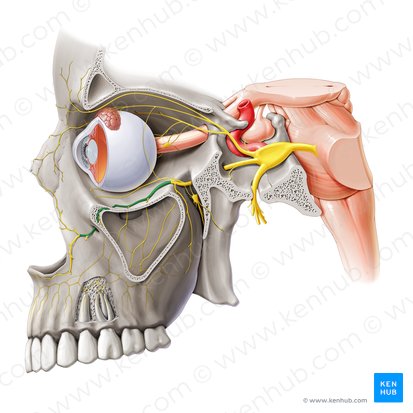 Nervus infraorbitalis (Unteraugenhöhlennerv); Bild: Paul Kim