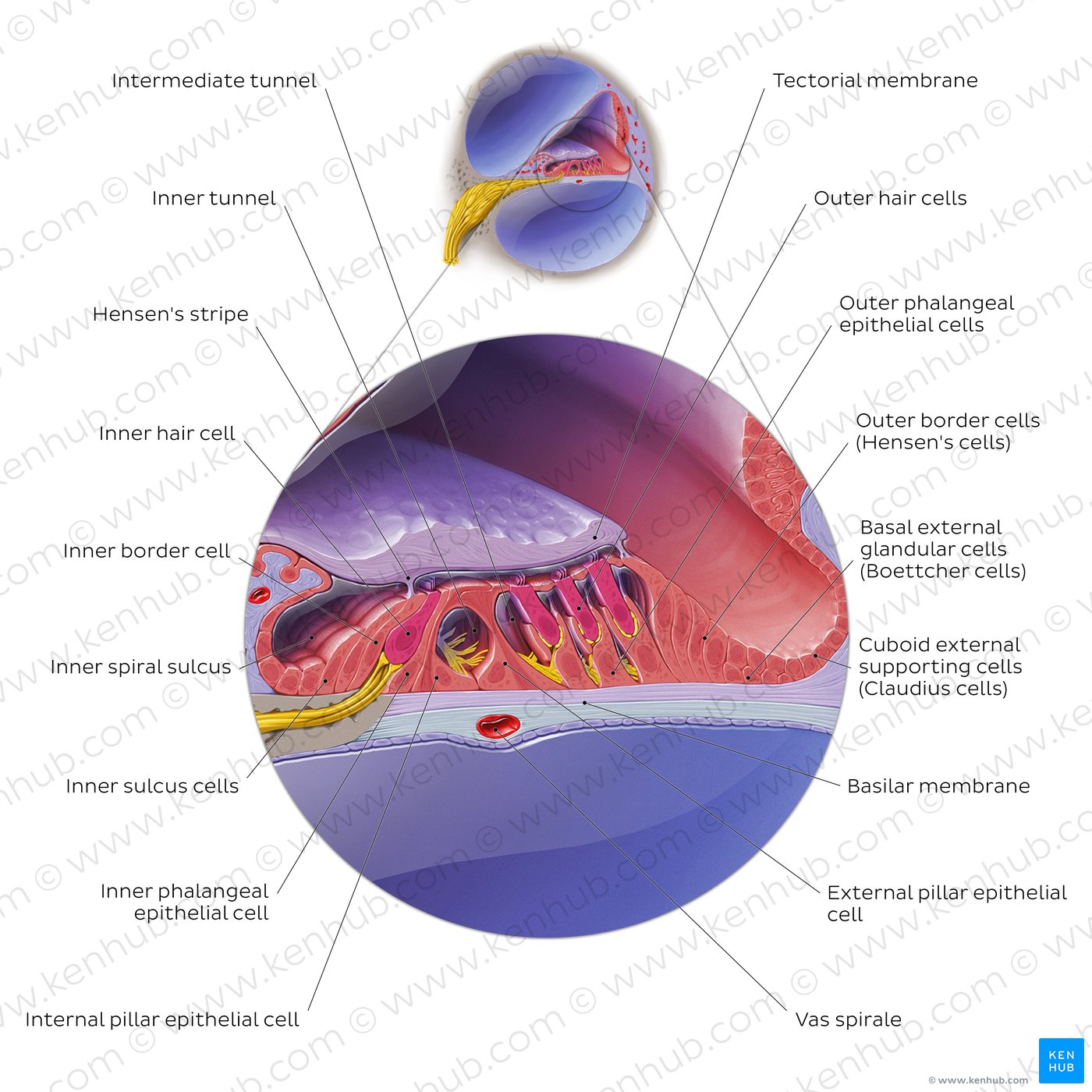 Cochlear duct/spiral organ: cross section