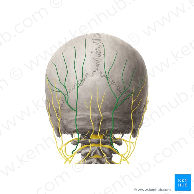 Greater occipital nerve (Nervus occipitalis major); Image: Yousun Koh