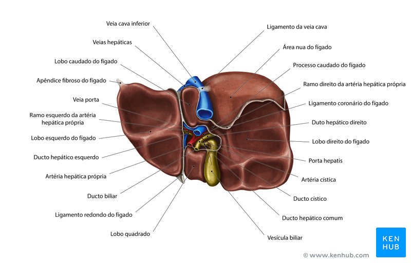 Anatomia da superfície visceral do fígado - vista inferior 