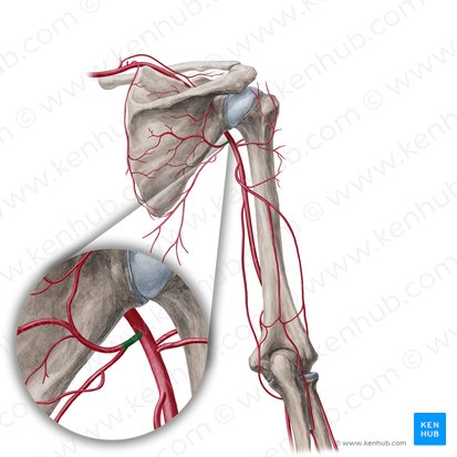 Arteria subscapularis (Unterschulterblattarterie); Bild: Yousun Koh