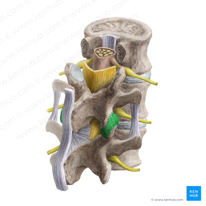 Articular capsule of zygapophyseal joint (Capsula articularis articulationis zygapophysialis); Image: Liene Znotina