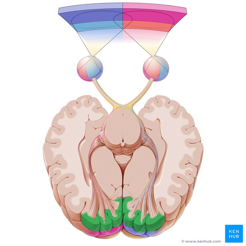 The visual pathway: Anatomy, components and histology | Kenhub