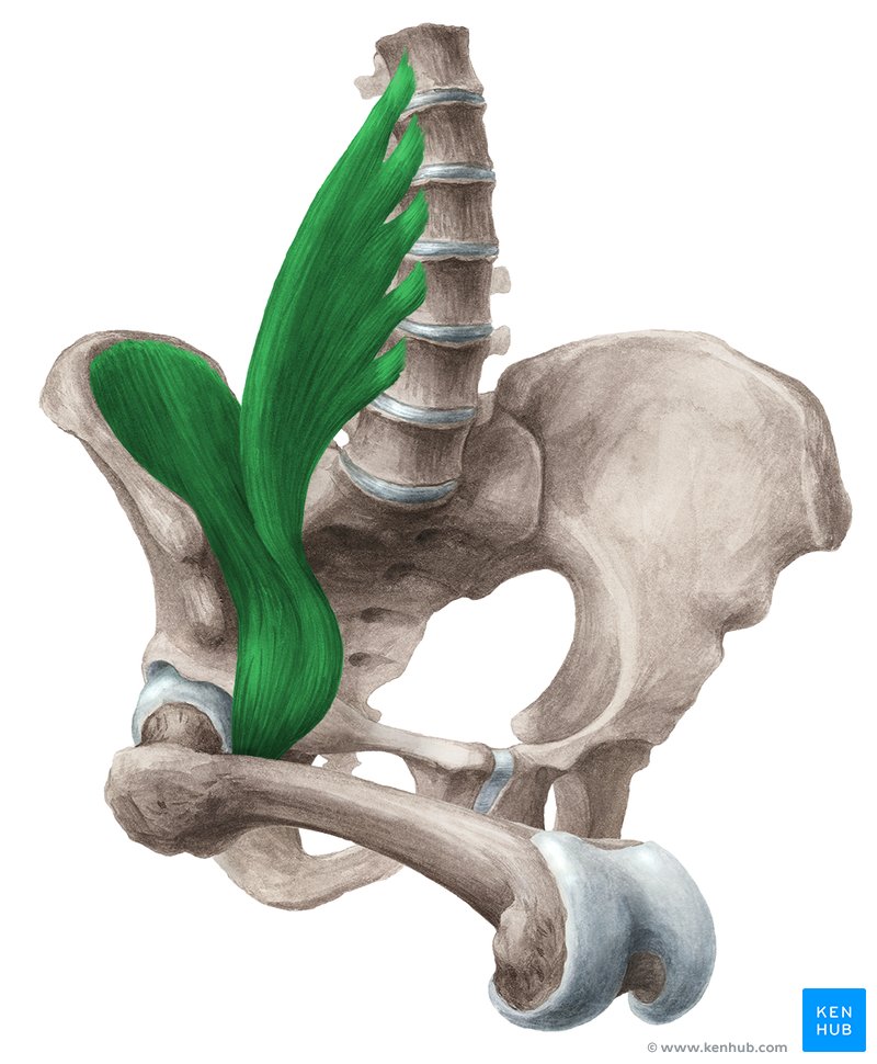 Contração do músculo iliopsoas