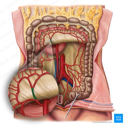 Left branch of middle colic artery (Ramus sinister arteriae colicae mediae); Image: Irina Münstermann