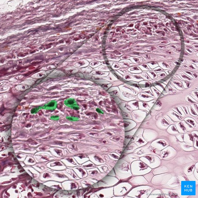 Chondrocytes - histological slide