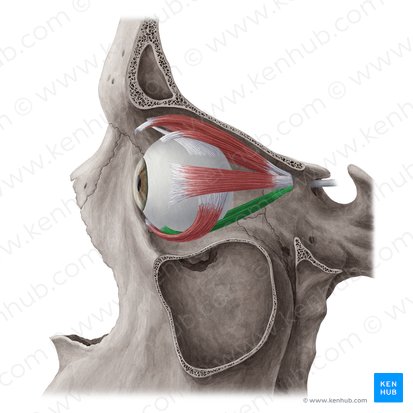 Músculo recto inferior (Musculus rectus inferior); Imagen: Yousun Koh