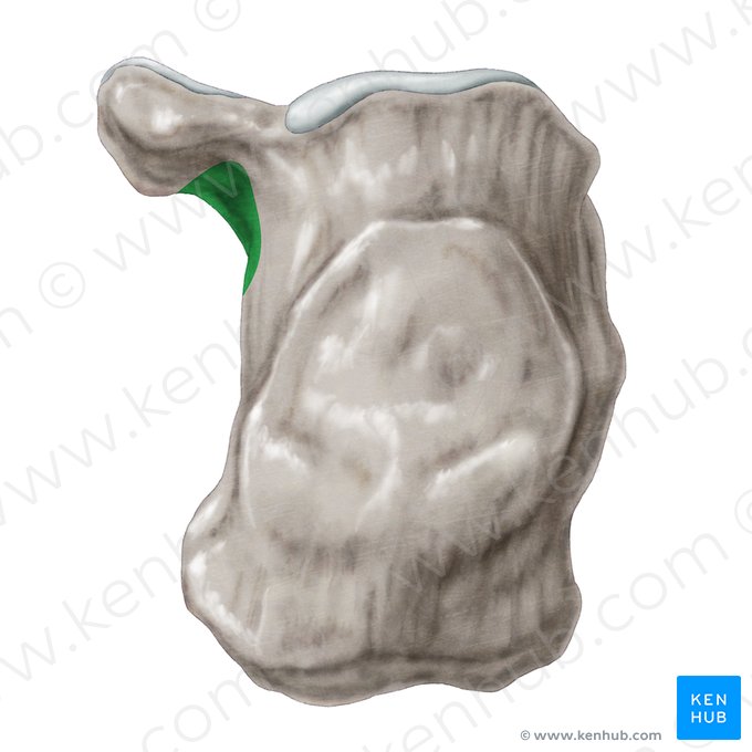 Surco para el tendón del músculo flexor largo del dedo gordo del calcáneo (Sulcus tendinis musculi flexoris hallucis longi calcanei); Imagen: Samantha Zimmerman