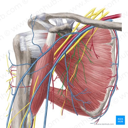 Nervio subescapular (Nervi subscapulares); Imagen: Yousun Koh