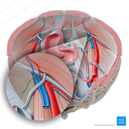 Pubic branch of inferior epigastric artery (Ramus pubicus arteriae epigastricae inferioris); Image: Paul Kim