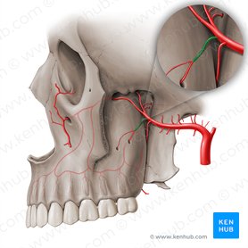 Artéria alveolar superior posterior (Arteria alveolaris superior posterior); Imagem: Paul Kim