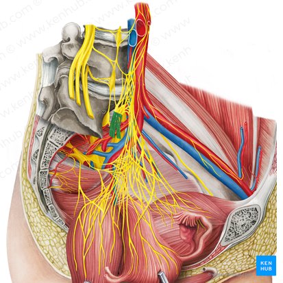 Nervio hipogástrico derecho (Nervus hypogastricus dexter); Imagen: Irina Münstermann
