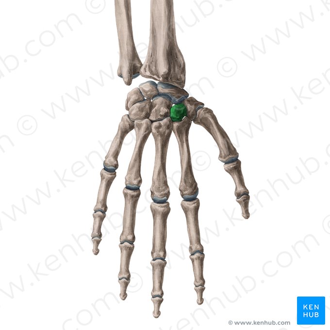 Osso trapezoide (Os trapezoideum); Imagem: Yousun Koh