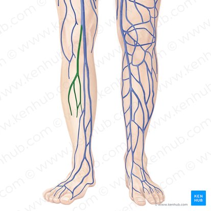 Small saphenous vein (Vena saphena parva); Image: Begoña Rodriguez