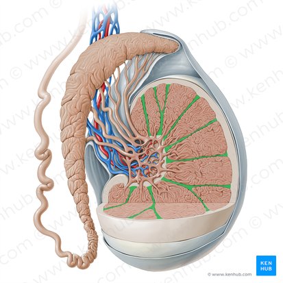 Septos do testículo (Septula testis); Imagem: Paul Kim