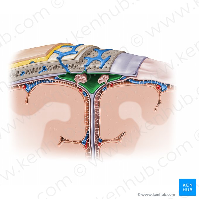 Seno sagital superior (Sinus sagittalis superior); Imagen: Paul Kim