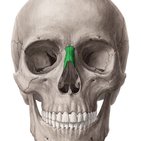 Osso nasal