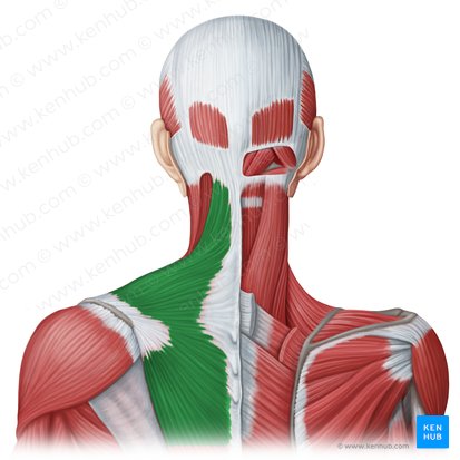 Músculo trapecio (Musculus trapezius); Imagen: Irina Münstermann