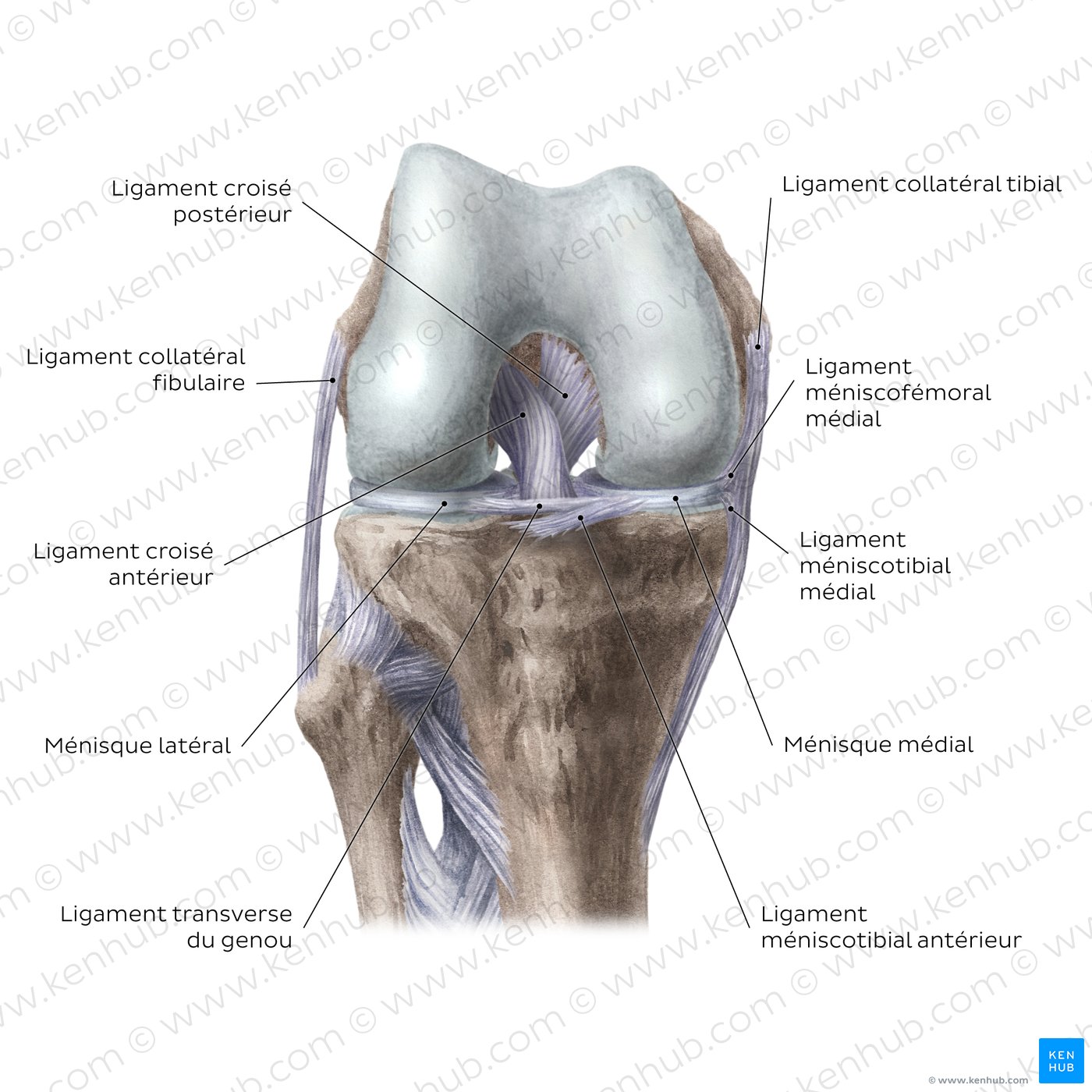 Articulation du genou : ligaments intracapsulaires et ménisques (vue antérieure)