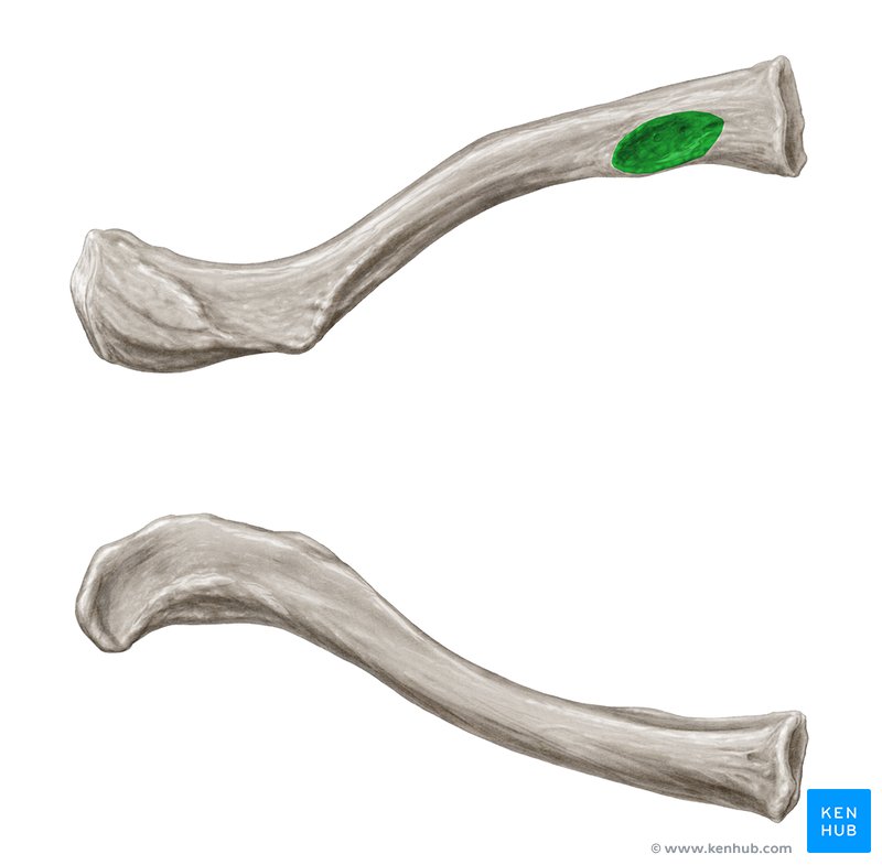 Impression for costoclavicular ligament