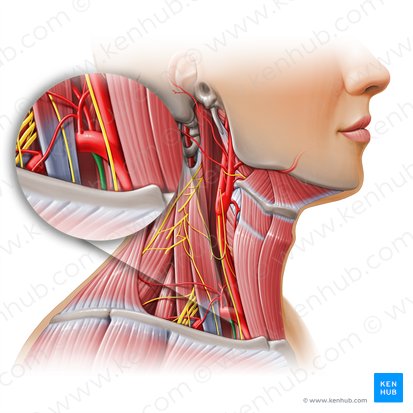 Arteria torácica interna (Arteria thoracica interna); Imagen: Paul Kim
