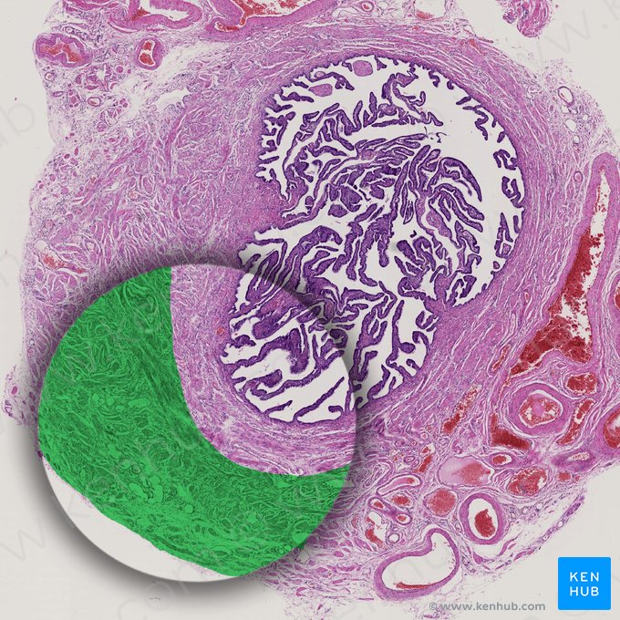 Stratum longitudinale externum tunicae muscularis (Äußere Längsmuskelschicht der Tunica muscularis); Bild: 