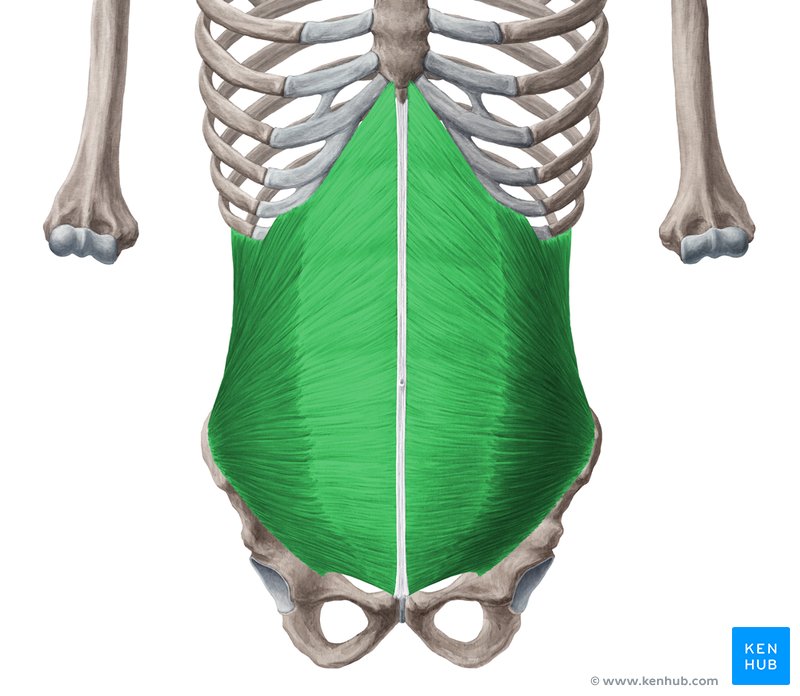 Abdominal internal oblique muscle