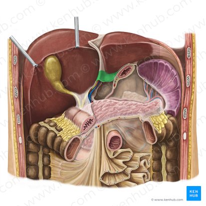 Hepatogastric ligament (Ligamentum hepatogastricum); Image: Irina Münstermann