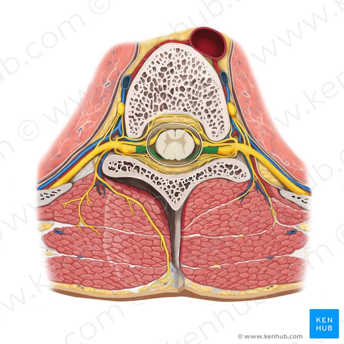 Radix posterior nervi spinalis (Hinterwurzel des Spinalnervs); Bild: Rebecca Betts