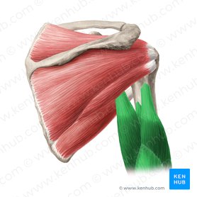 Musculus triceps brachii (Dreiköpfiger Oberarmmuskel); Bild: Yousun Koh