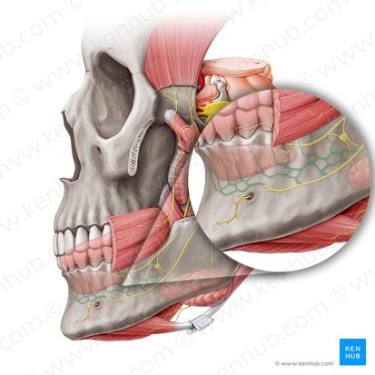 Inferior dental plexus (Plexus dentalis inferior); Image: Paul Kim
